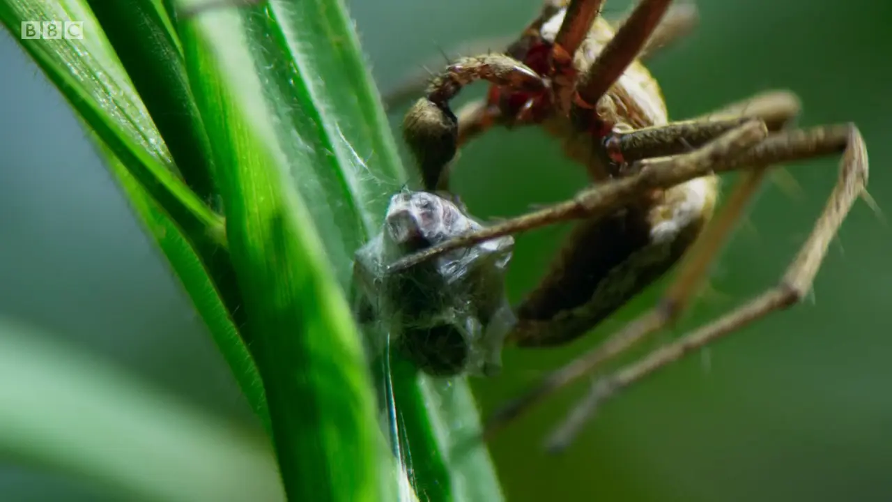 Nursery web spider (Pisaura mirabilis) as shown in The Mating Game - Grasslands: In Plain Sight